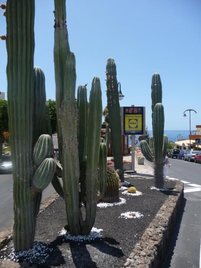 cactus candelabres
