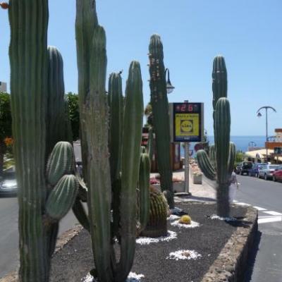 cactus candelabres