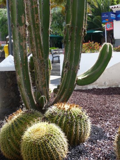 cactus XXL