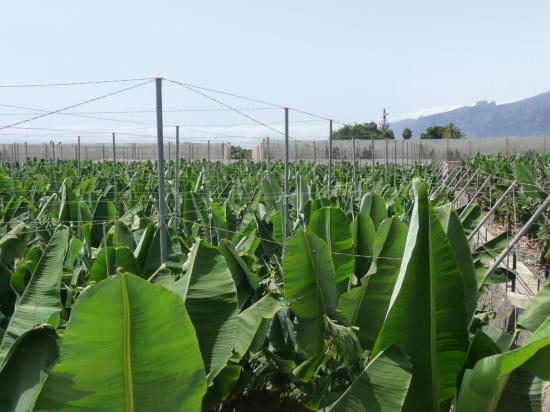 Champ de bananes