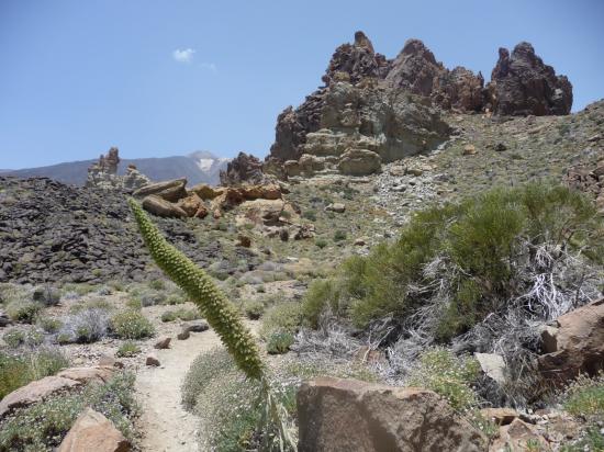 Los Roques le teide et Viperine rouge