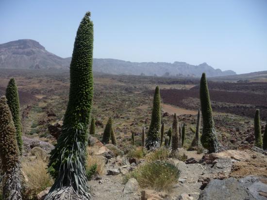 Viperines a l'echelle de la Caldera