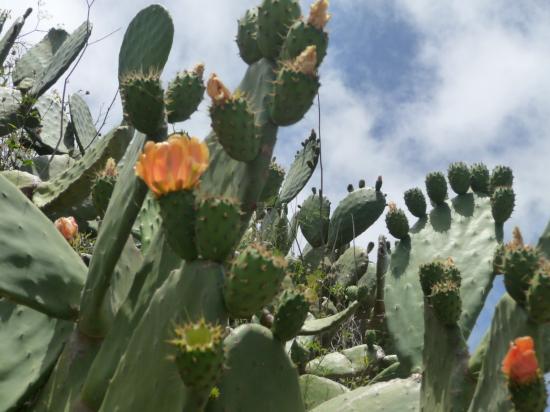 Cactus en fleur d'un jour