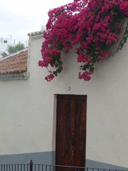 Bougainvillées a Garachico