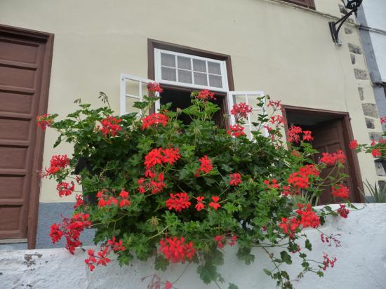 Geraniums a Garachico