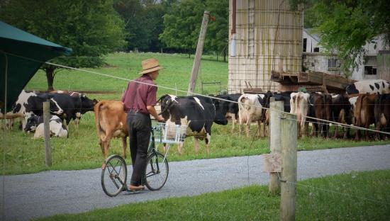 Trotinette Amish
